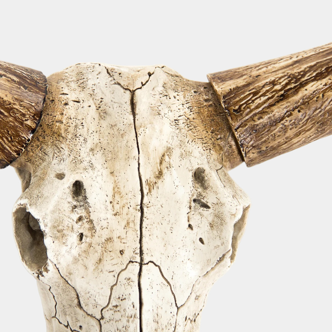 Close-up of a bull skull with large horns on a white background