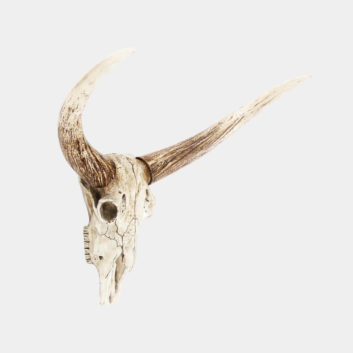 Bull Skull