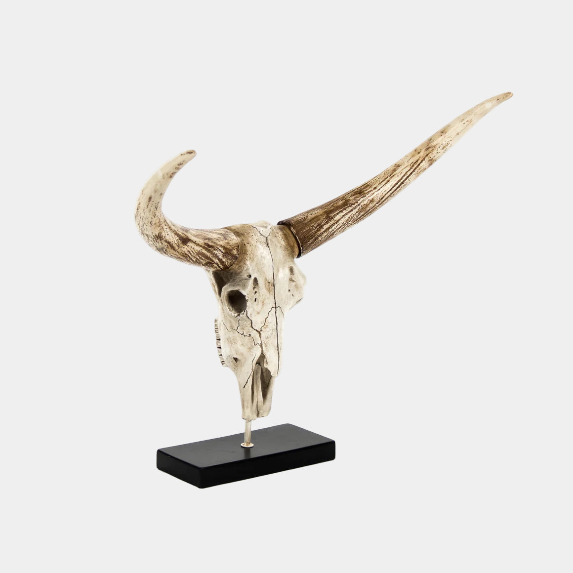 Bull Skull