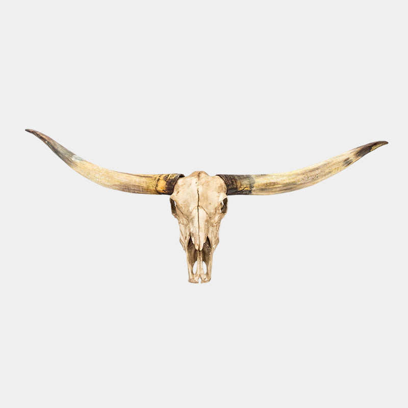 Bull skull with long horns on a light gray background